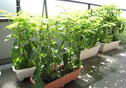 habanero-9172007-1.jpg