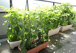 habanero-9172007-1.jpg