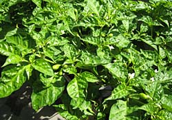 habanero-9172007-2.jpg