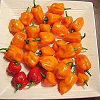 habanero-raw.jpg